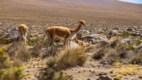 2-Day Colca Canyon Classic Tour 9