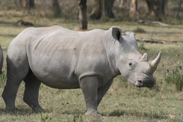 Guided Full-Day Nature and Photography Tour at Lake Nakuru