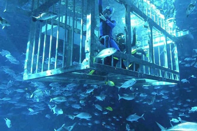 Dubai : Aquarium & Underwater Zoo: An Unforgettable Aquatic Adventure