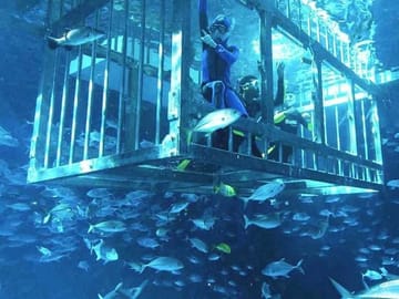 Explore the Dubai Aquarium and Underwater Zoo at Dubai Mall