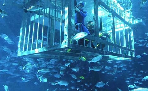 Explore the Dubai Aquarium and Underwater Zoo at Dubai Mall