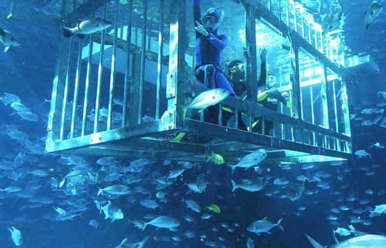 Dubai : Aquarium & Underwater Zoo: An Unforgettable Aquatic Adventure
