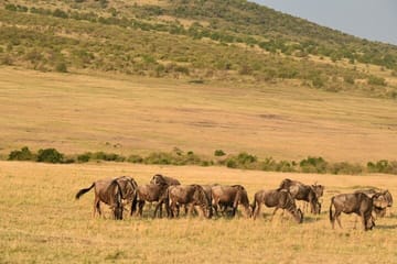 5-Day Safari in Maasai Mara, Lake Nakuru and Naivasha