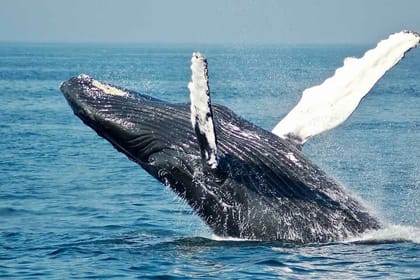 Hermanus Private Full-Day Tour: Whale Watching Adventure
