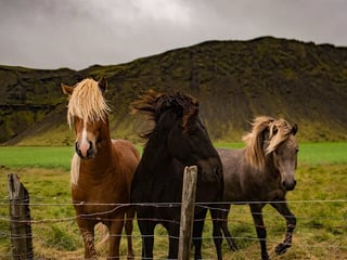 Horses from a farm near our stop, sometimes they'll come up close where you are able to pet them! (Please refrain from giving the horses anything to eat)