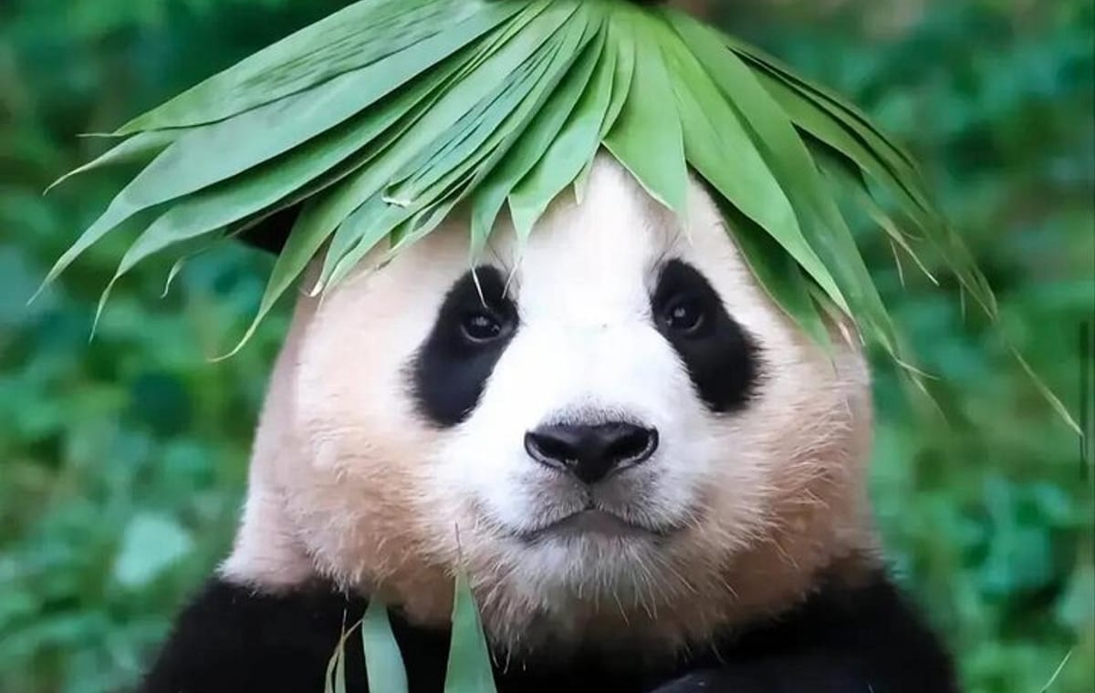 Beijing Culture: Calligraphy Class, Hutong Rickshaw, Panda House