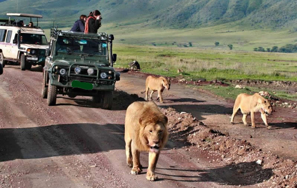 Wildlife Safari and Photography Tour in Kenya and Tanzania