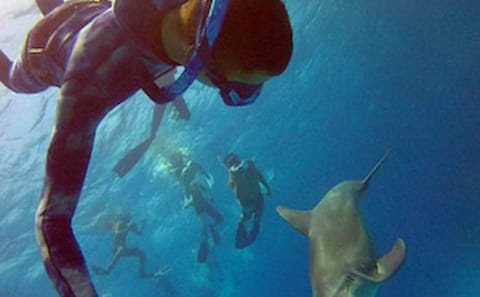 Full-Day Snorkeling Adventure in Hurghada, Egypt