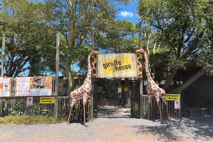 Giraffe Encounter and Lion Park with Wine Tasting in Stellenbosch