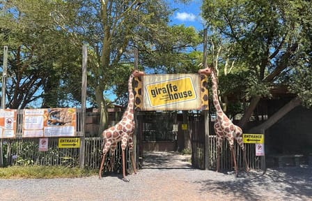 Giraffe Encounter and Lion Park with Wine Tasting in Stellenbosch