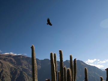 7-Day Cultural Tour of Arequipa and Colca Valley