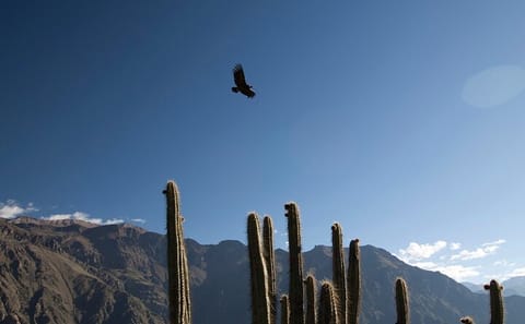7-Day Cultural Tour of Arequipa and Colca Valley