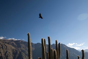 7-Day Cultural Tour of Arequipa and Colca Valley