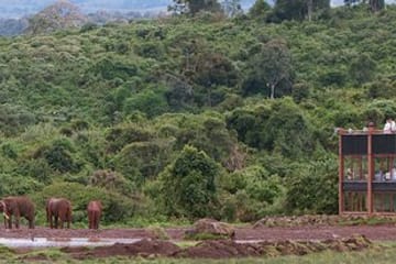 4-Day Safari Adventure in Nairobi and Aberdare National Park
