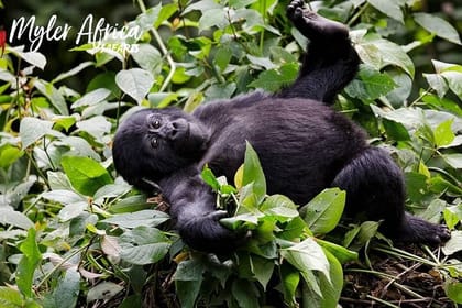 7-Day Private Uganda Chimpanzees and Gorilla Trek Tour from Entebbe
