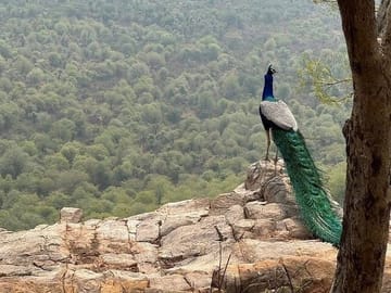 Wildlife Safari Tour from Delhi to Sariska National Park