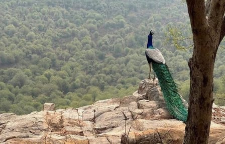 Wildlife Safari Tour from Delhi to Sariska National Park