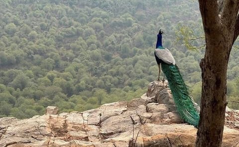 Wildlife Safari Tour from Delhi to Sariska National Park