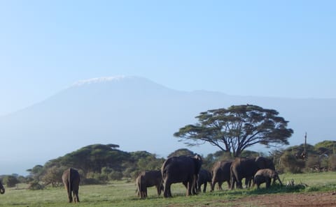 7 Days / 6 Nights – Kenya Safari Holiday Package