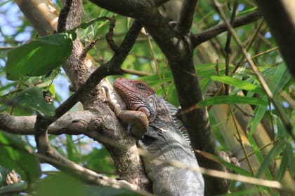 Mangrove Monkey Tour in Manuel Antonio with pick up included