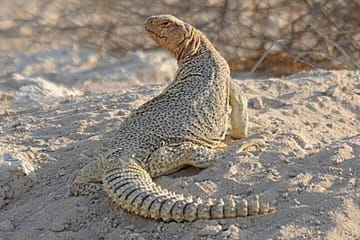 Three-Day Tour of Narayan Sarovar Sanctuary and White Rann
