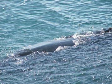 Southern Right Whale in Walker Bay