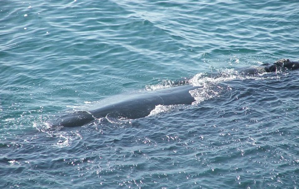 Private Whale Watching, Penguin Viewing, and Wine Tasting Tour from Cape Town