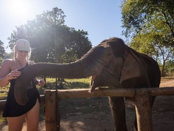 Respectful elephant interaction in nature.