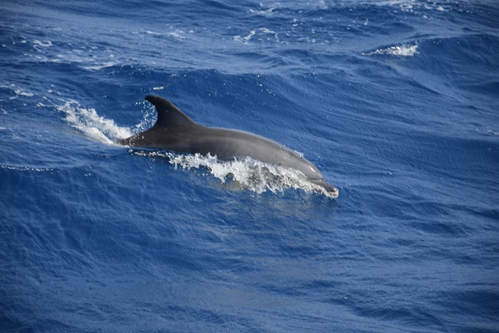 Dolphin House cruise