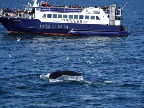 Whale Watching and Marine Life Tour in Faxafloi, photo 3