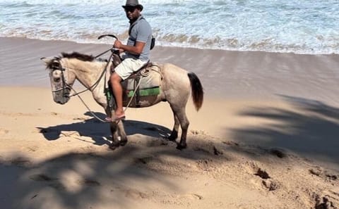 Horseback Riding on the Beaches Fields and Forests of Punta Cana