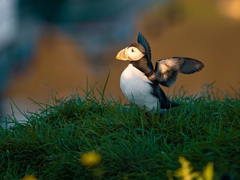 Half-day Private Puffin and Elves Tour in Borgarfjordur Eystri, photo 2