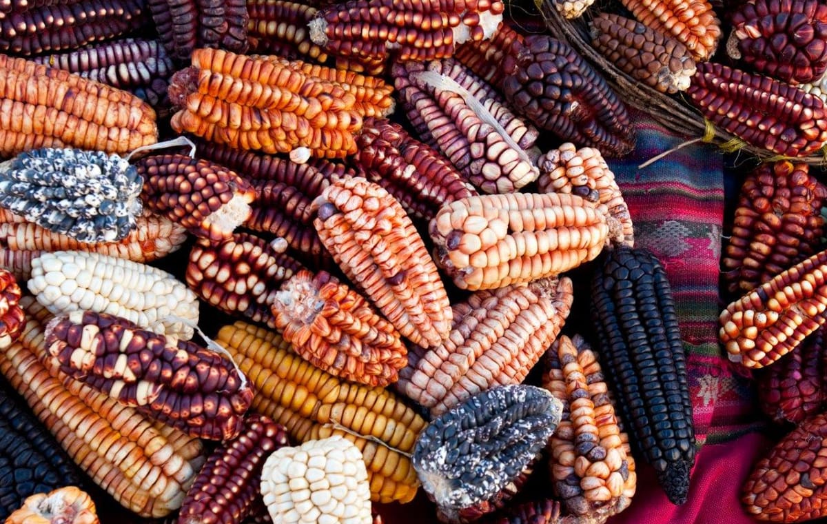 Peruvian Gastro Tour