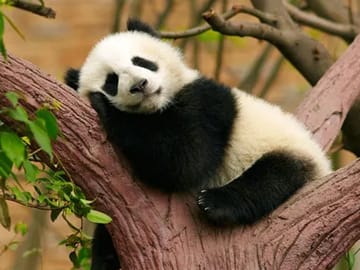 6-Day Essential Chengdu and In-Depth Jiuzhaigou Tour