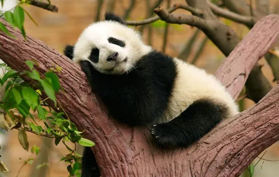 6-Day Chengdu and Jiuzhaigou Nature and Sightseeing Tour
