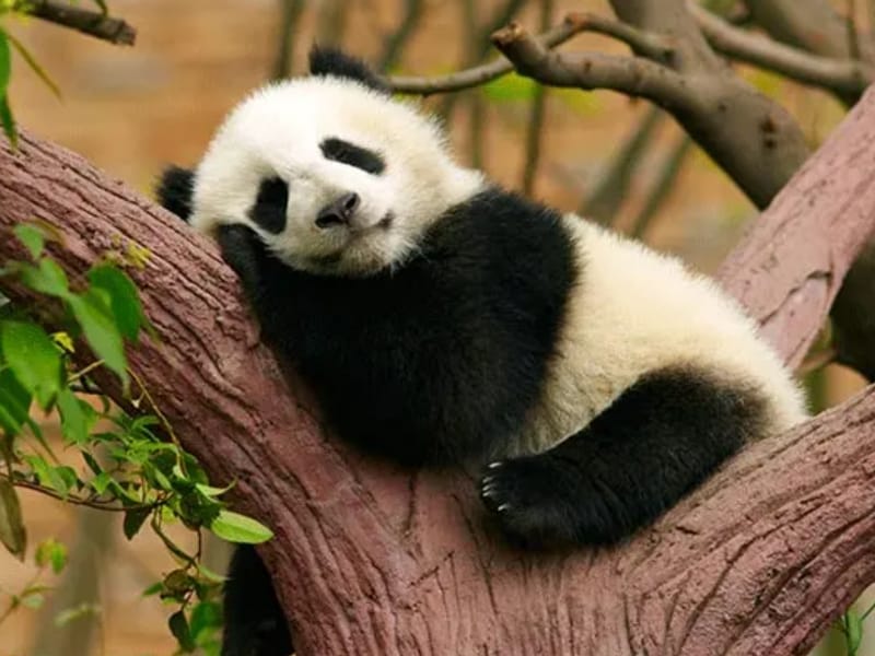 6-Day Essential Chengdu and In-Depth Jiuzhaigou Tour