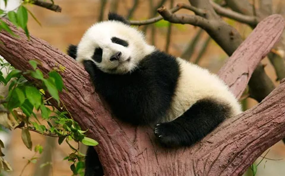 6-Day Chengdu and Jiuzhaigou Nature and Sightseeing Tour