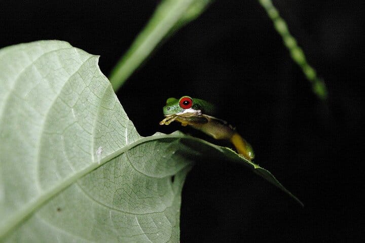 Monteverde Rain forest night tour
