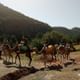 Camel rides
