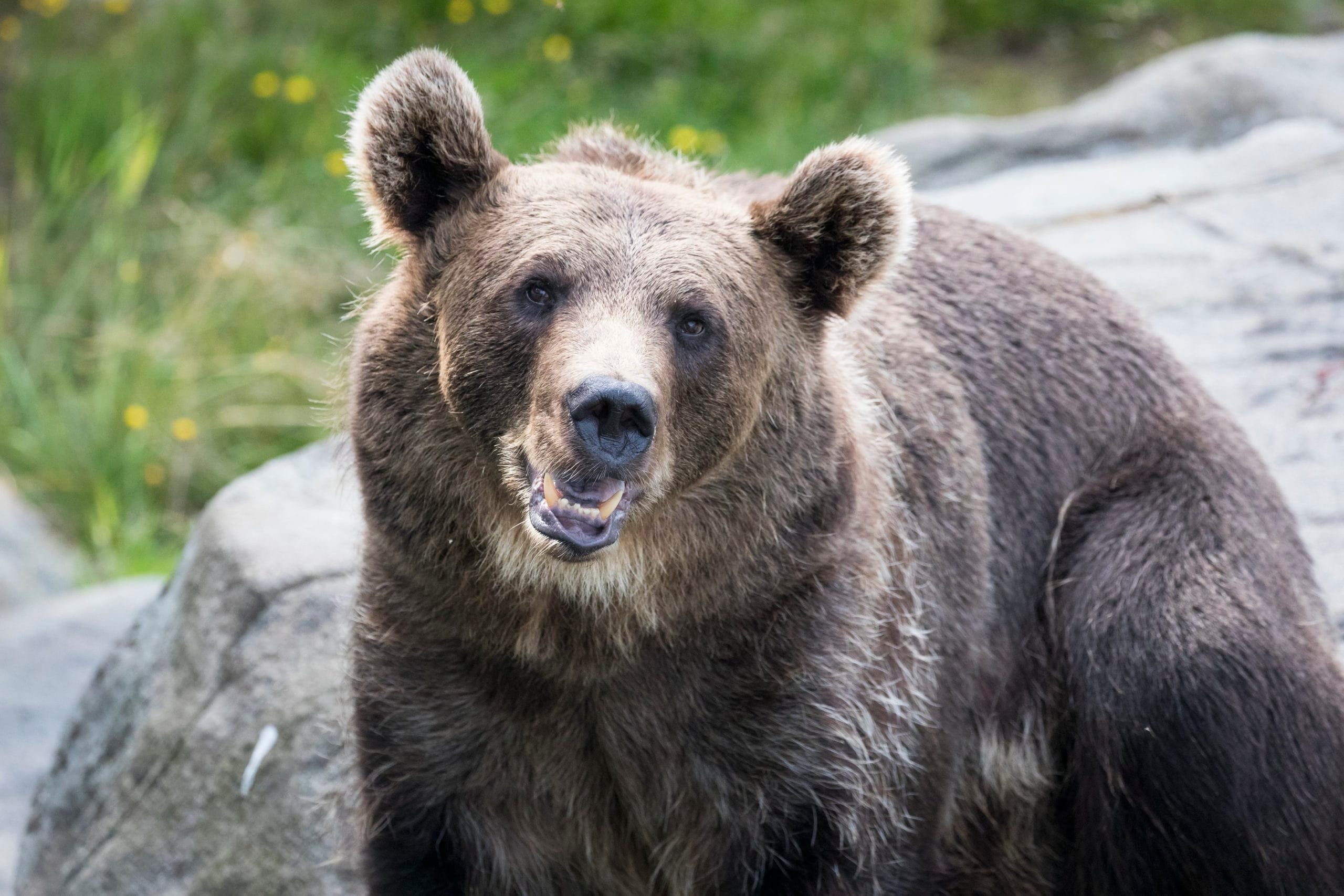 A brown bear in Ranua Wildlife Zoo Park during StayLapland's Summer Visit in Rovaniemi.