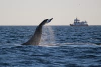 Reykjavík Premium Whale Watching 10