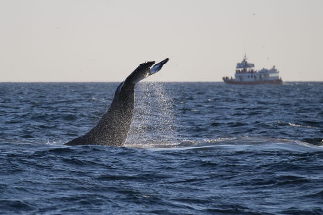 Reykjavík Premium Whale Watching 10