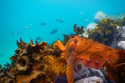 Family Snorkeling Tour with Private Guide In Sydney
