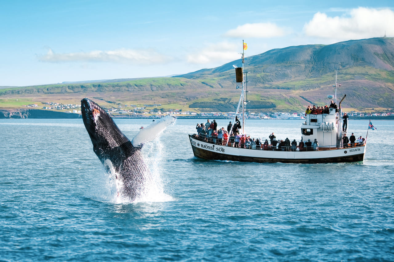 Breaching humpback whale