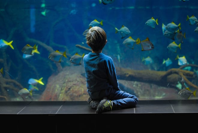Malta National Aquarium Entry Ticket