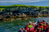 Reykjavík Premium Puffin Tour 4