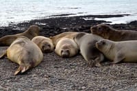 Elephant seals