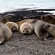 Elephant seals