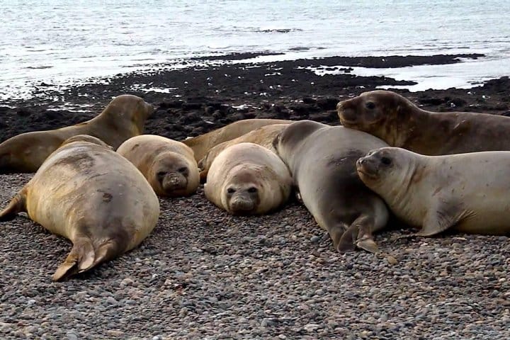 Elephant seals