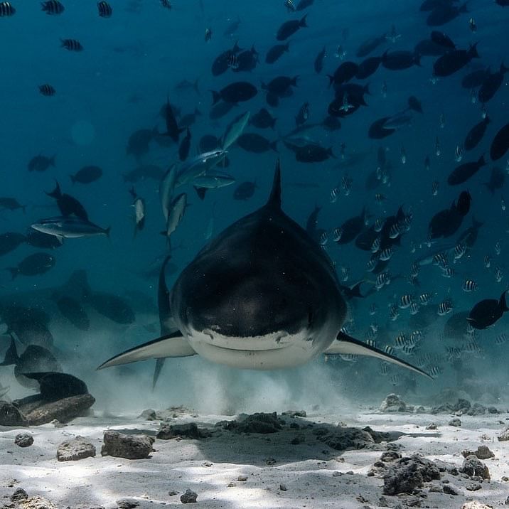 Dive with Majestic Tiger Sharks in Fuvahmulah, Maldives